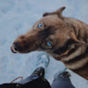 Meet your Posher, Allie